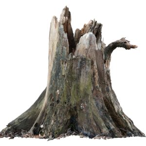 SuperTrees-Utah-Tree-Services-Tree-and-Stump-Removal.jpg
